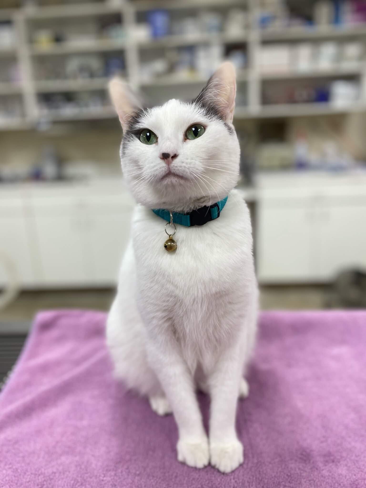 cute puppy at the vet